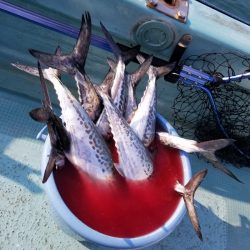 アマテラス 釣果