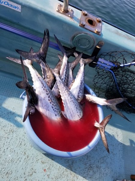 アマテラス 釣果