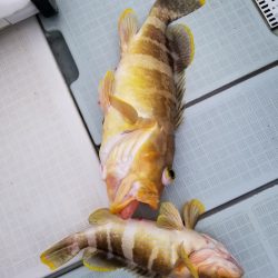 アマテラス 釣果