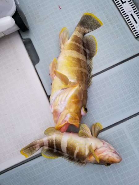 アマテラス 釣果