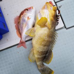 アマテラス 釣果