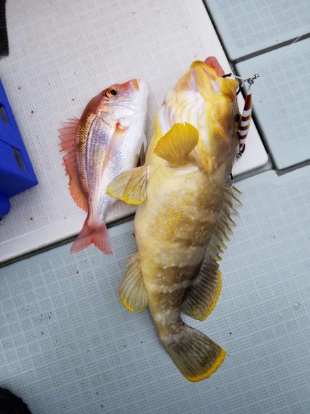 アマテラス 釣果