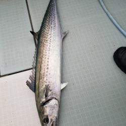 アマテラス 釣果