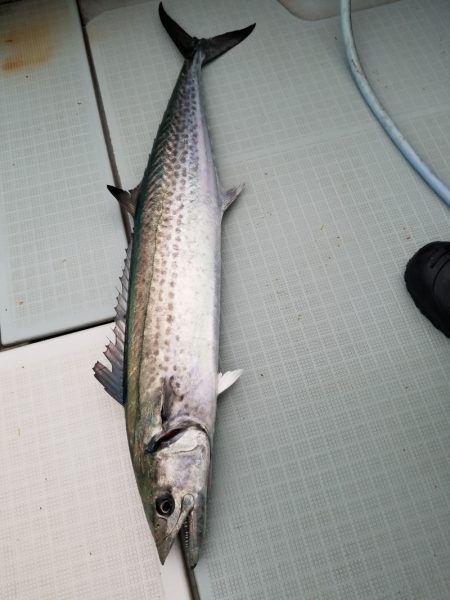 アマテラス 釣果