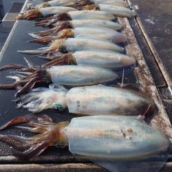 ブルースフィッシングサービス 釣果