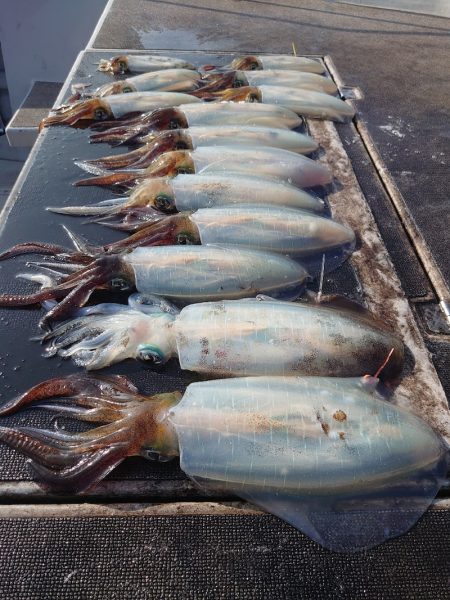 ブルースフィッシングサービス 釣果