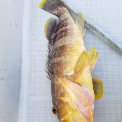 アマテラス 釣果