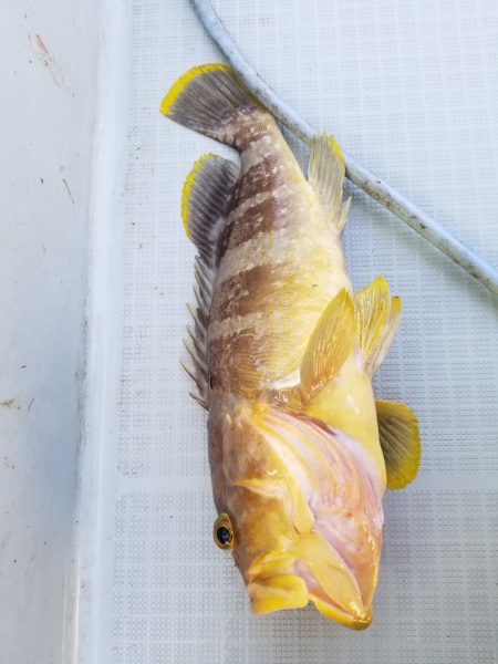 アマテラス 釣果