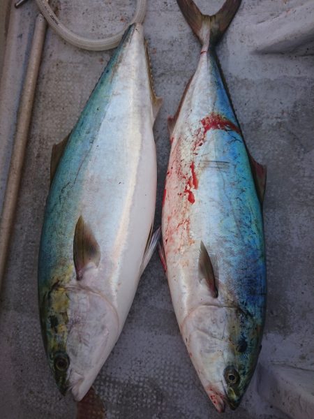 ありもと丸 釣果