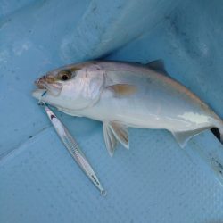 サンマリン 釣果