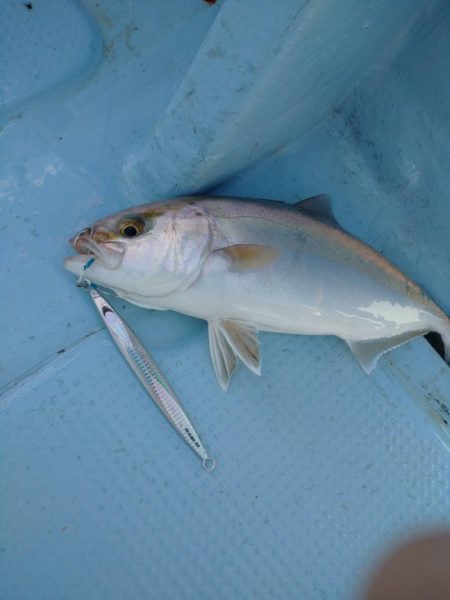 サンマリン 釣果