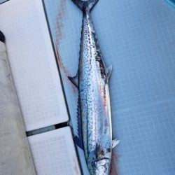 アマテラス 釣果