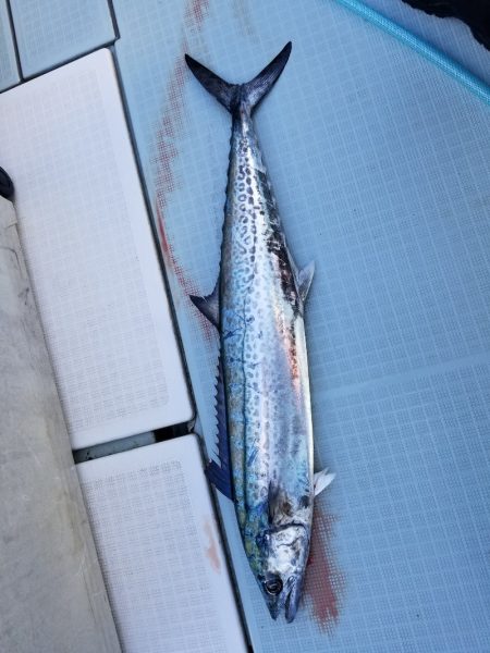 アマテラス 釣果