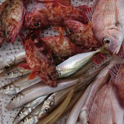 遊漁船 家入 釣果