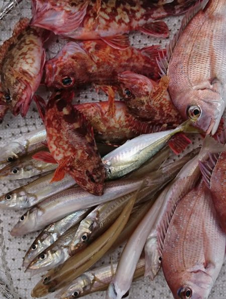 遊漁船 家入 釣果