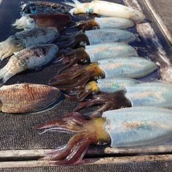 ブルースフィッシングサービス 釣果