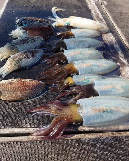 ブルースフィッシングサービス 釣果