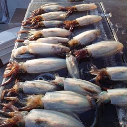 ブルースフィッシングサービス 釣果