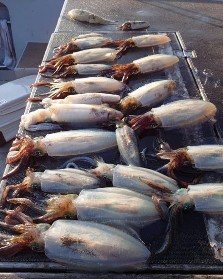 ブルースフィッシングサービス 釣果