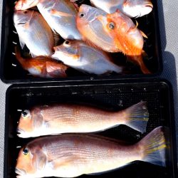 渡船屋たにぐち 釣果