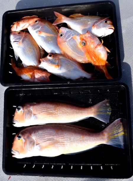 渡船屋たにぐち 釣果