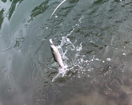 白州トラウトフィッシングエリア　シルフ 釣…