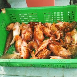 岡田釣船 八英丸 釣果