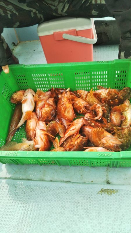 岡田釣船　八英丸 釣果