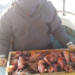 岡田釣船 八英丸 釣果