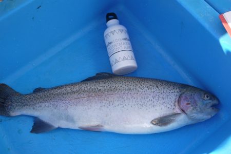 としまえんフィッシングエリア 釣果