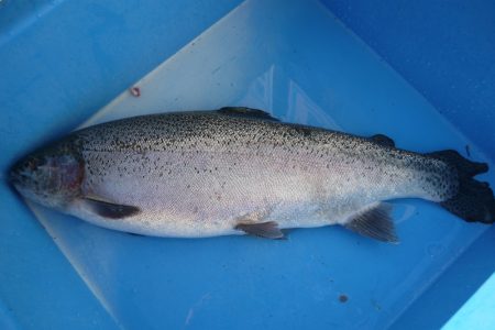 としまえんフィッシングエリア 釣果