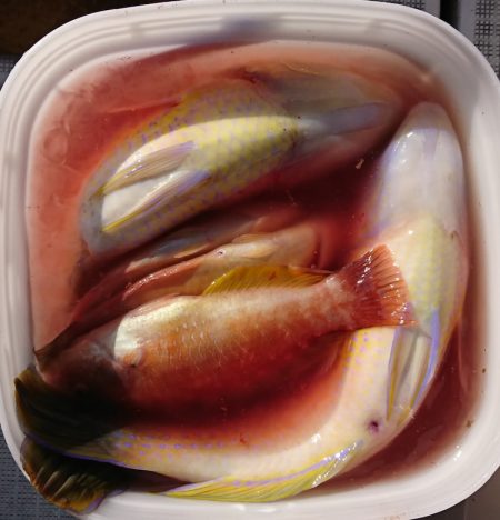 遊漁船　家入 釣果