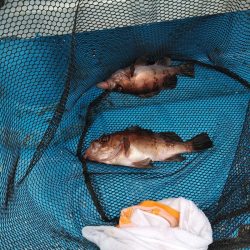 フィッシングガイド りょう 釣果