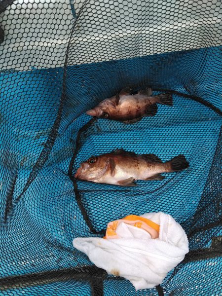 フィッシングガイド りょう 釣果