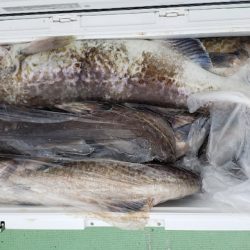 海龍丸（石川） 釣果