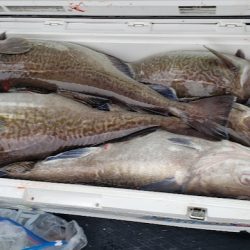 海龍丸（石川） 釣果