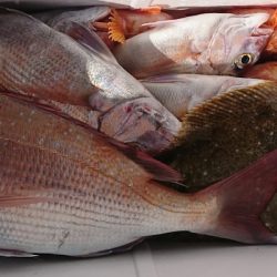 遊漁船 家入 釣果