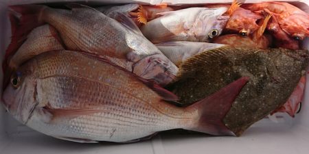 遊漁船 家入 釣果