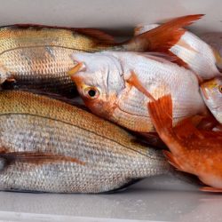 渡船屋たにぐち 釣果