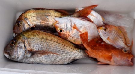 渡船屋たにぐち 釣果