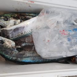 第二龍勢丸 釣果