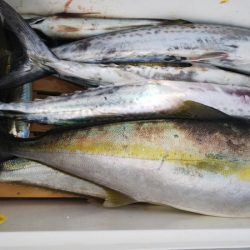 第二龍勢丸 釣果