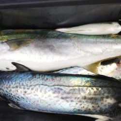 第二龍勢丸 釣果