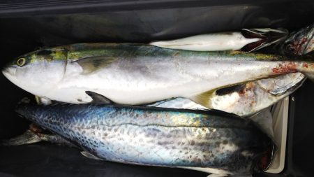 第二龍勢丸 釣果