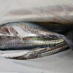 第二龍勢丸 釣果