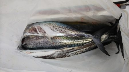 第二龍勢丸 釣果