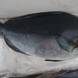しば渡船 釣果