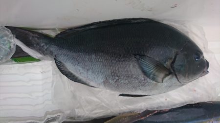 しば渡船 釣果