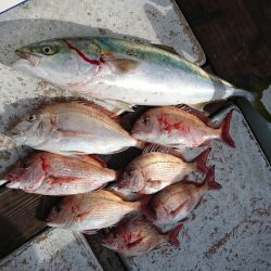 美宝丸 釣果
