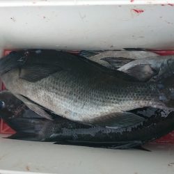 しば渡船 釣果